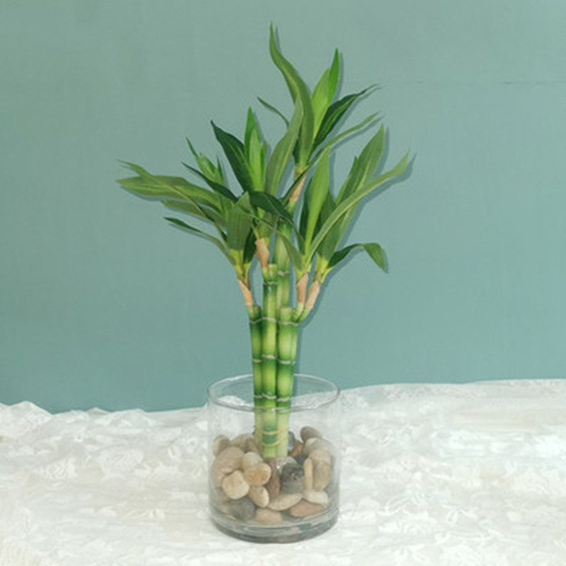 Aquarium Plant In Pot - نبات البامبو الصناعي الجديد بطول 40
