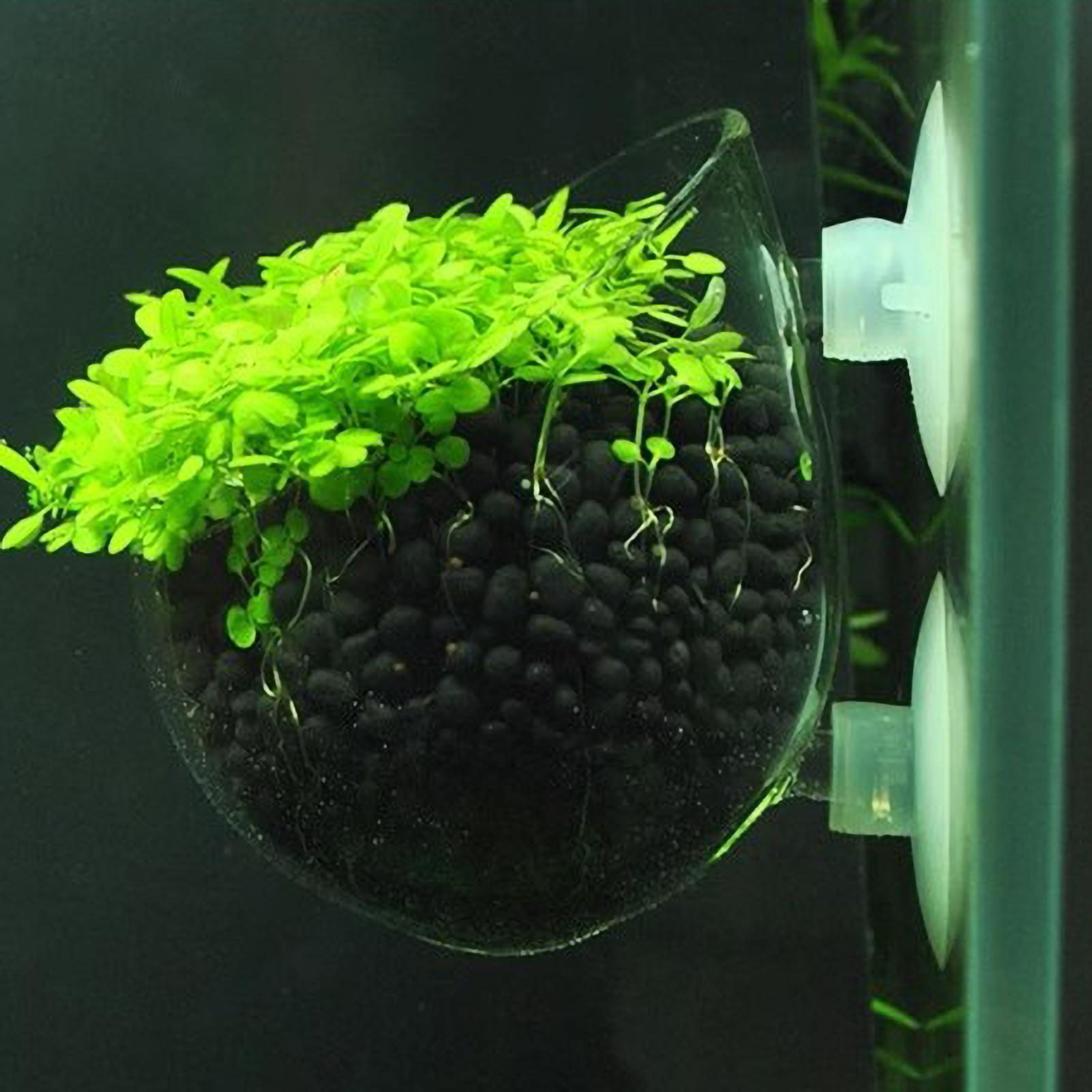 Planted Aquarium Media - حامل نباتات الزينة الزجاجي مع أكواب