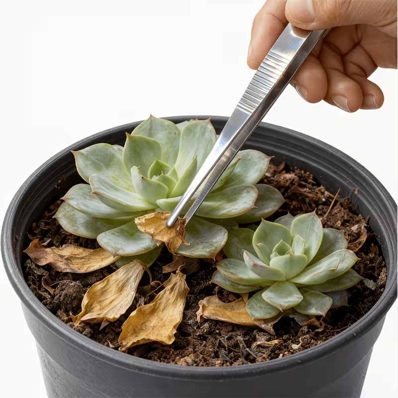 Planted Aquarium Tips - طقم ملاقط من الفولاذ المقاوم للصدأ،