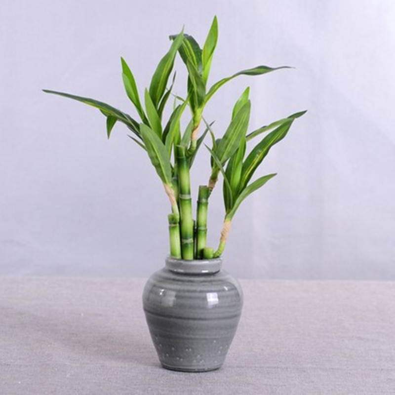 نبات البامبو الصناعي الجديد بط - مراجعة Aquarium Plant In Pot وسعره