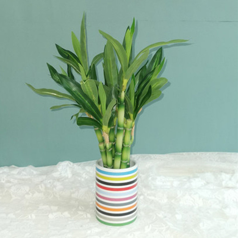 نبات البامبو الصناعي الجديد بط - مراجعة Aquarium Plant In Pot وسعره