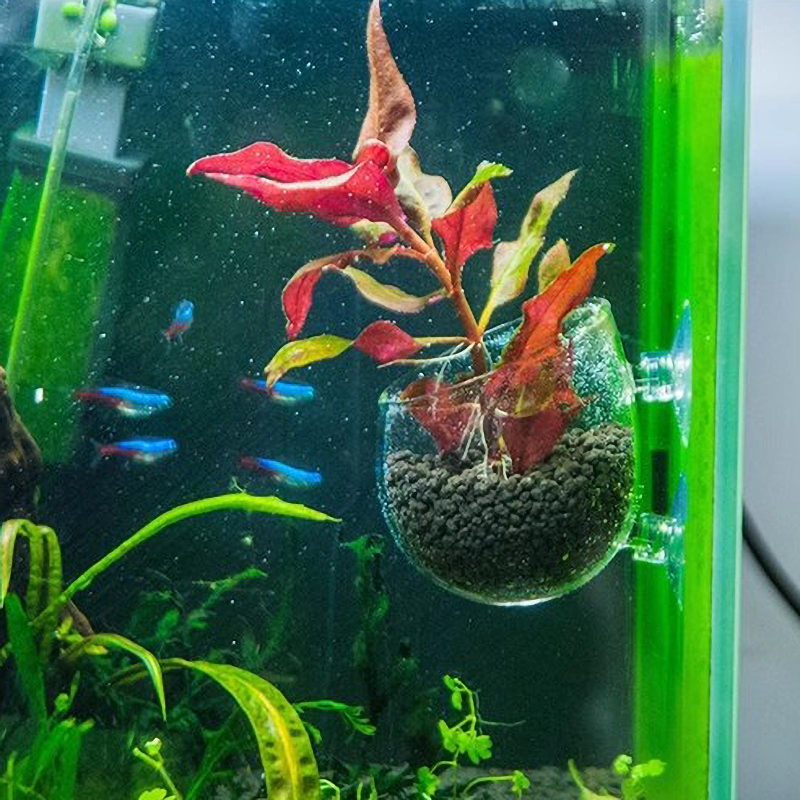 حامل نباتات الزينة الزجاجي مع  - مراجعة Planted Aquarium Media وسعره